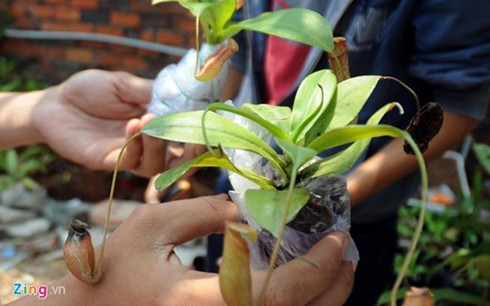 Les plantes carnivores, un loisir qui séduit de plus en plus de saigonais - ảnh 10